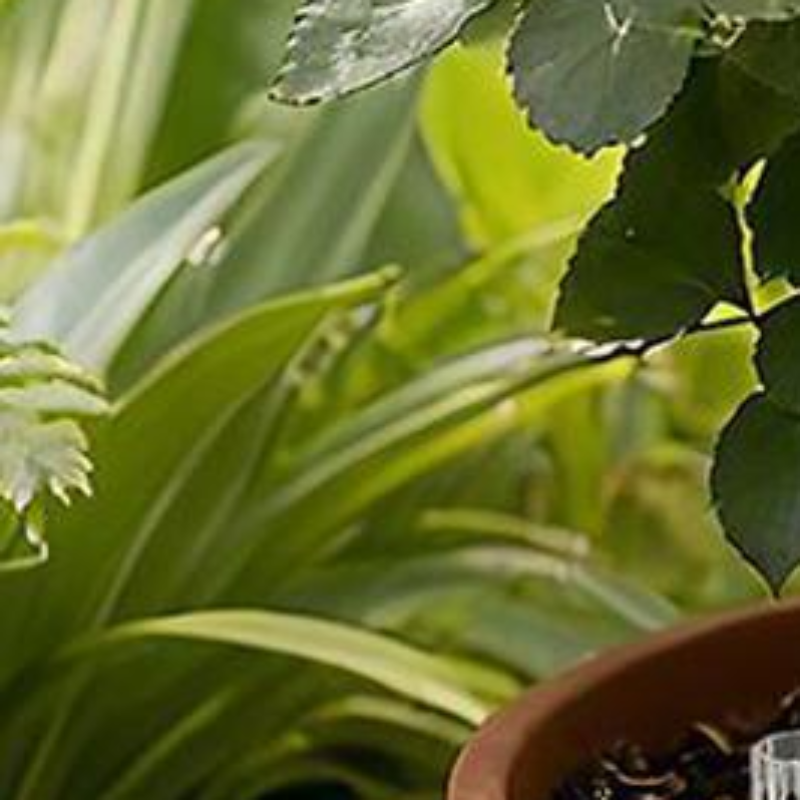 Potted Plant Root Aeration Pip - Bonsai Garden Youtube ulasan dan harga