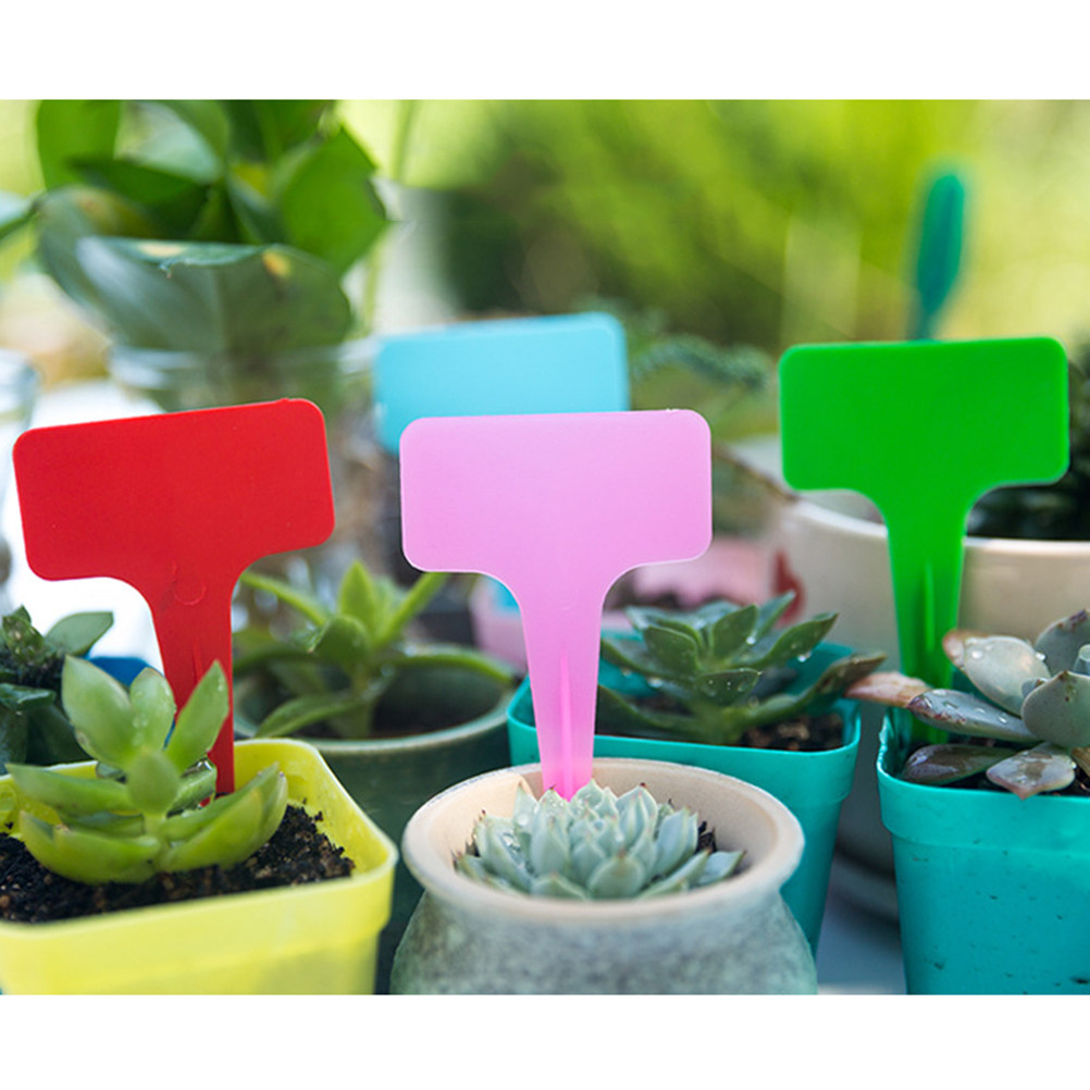 200Pcs Succulent Plant Labels  - Bonsai Garden Shop ulasan dan harga
