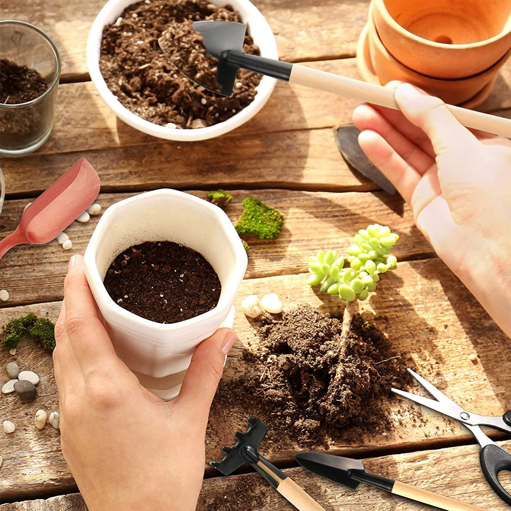 Succulent Plants Tools Mini Ga - Bonsai Garden Mini ulasan dan harga
